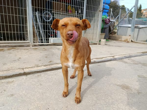 FLORA (union animal)