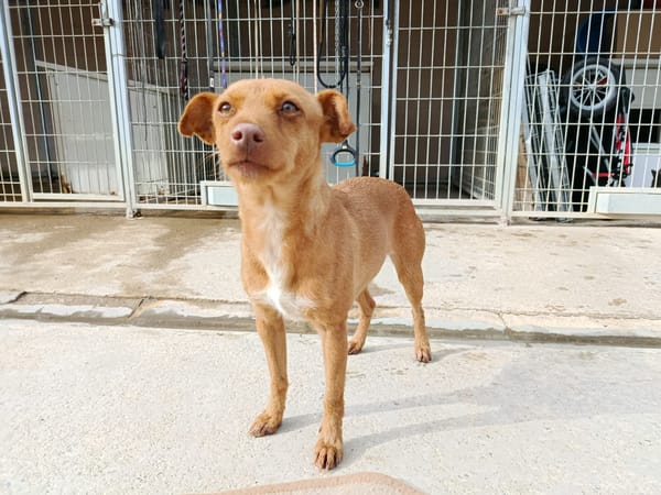 FLORA (union animal)