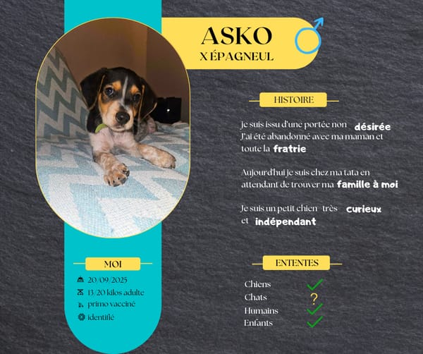 Asko, le doux rêveur