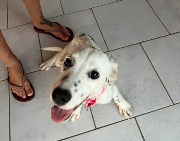 ALMA, chiot femelle Berger Créole