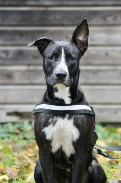 JEIKO, mâle berger créole junior