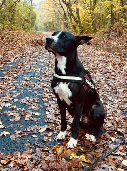 JEIKO, mâle berger créole junior