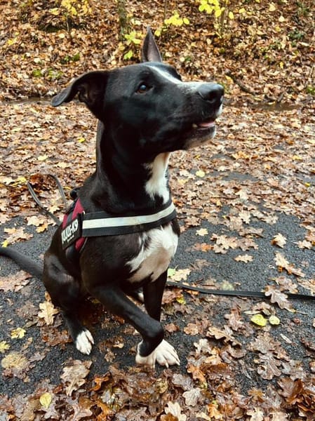 JEIKO, mâle berger créole junior