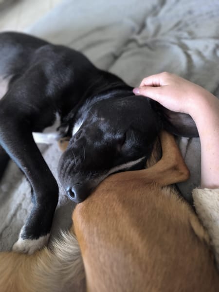 JEIKO, mâle berger créole junior