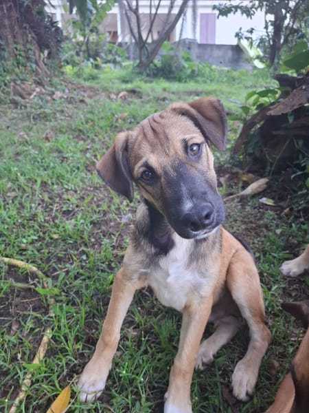 SANJEE, chiot Berger Créole mâle