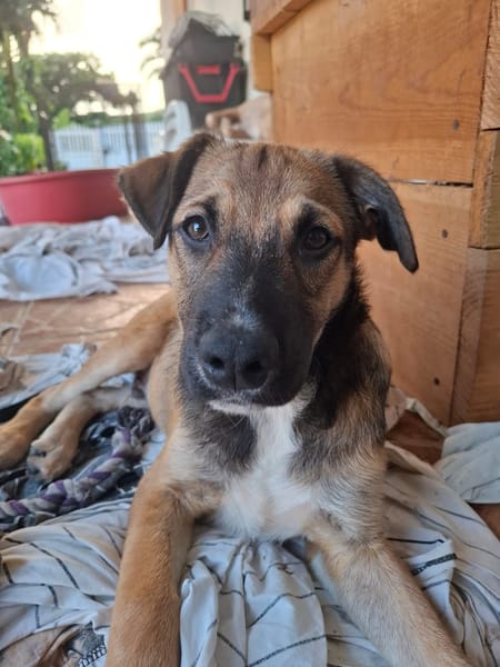 SANJEE, chiot Berger Créole mâle