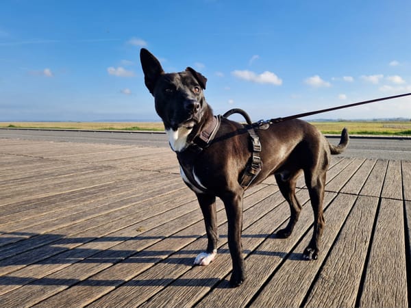 TILOUP Croisé Labrador