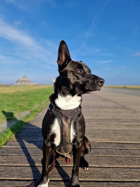 TILOUP Croisé Labrador