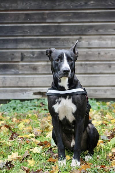 JEIKO, mâle berger créole junior