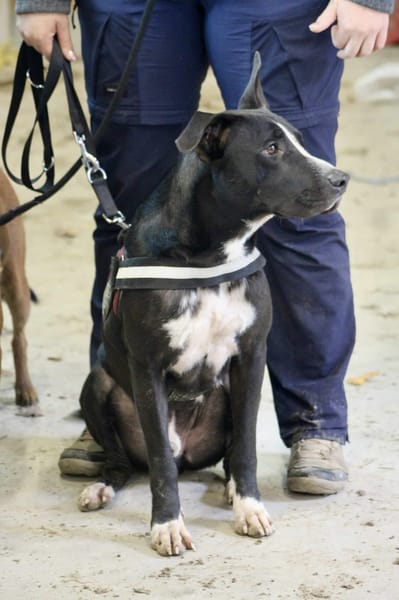 JEIKO, mâle berger créole junior