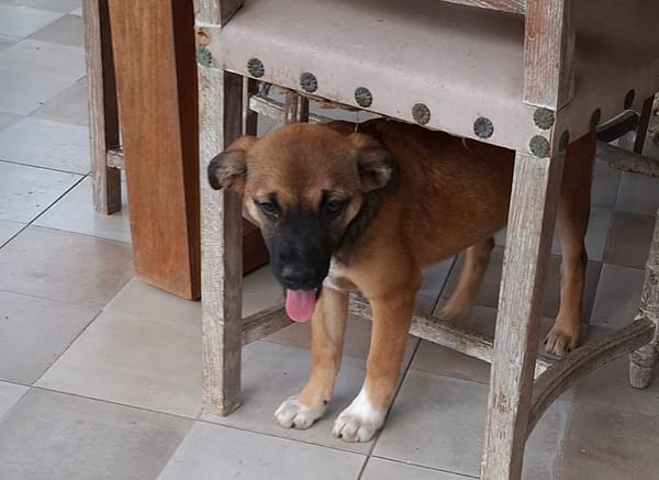 LYRA, chiot femelle berger créole