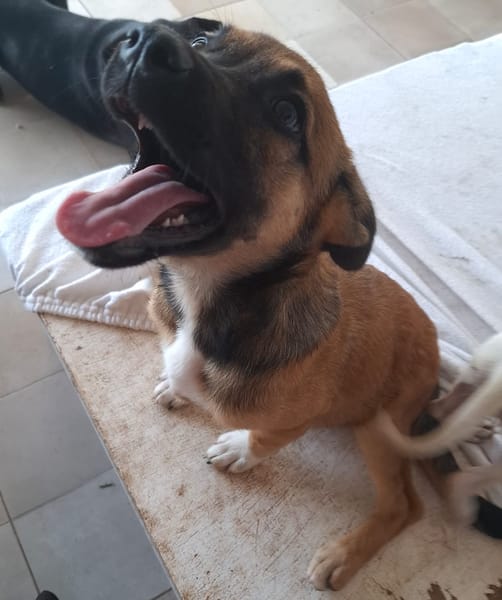 LYRA, chiot femelle berger créole