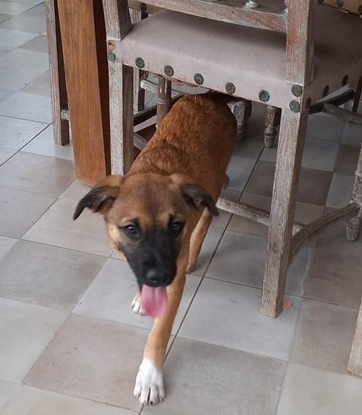 LYRA, chiot femelle berger créole