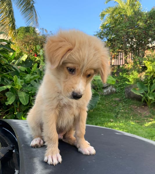 KODA chiot croisé Retriever