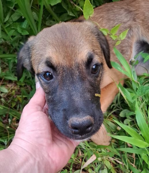 NAMEA, chiot Berger Créole femelle