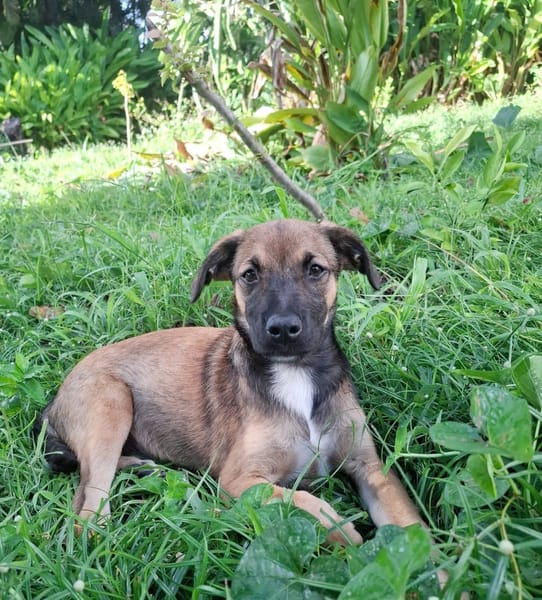 NAMEA, chiot Berger Créole femelle