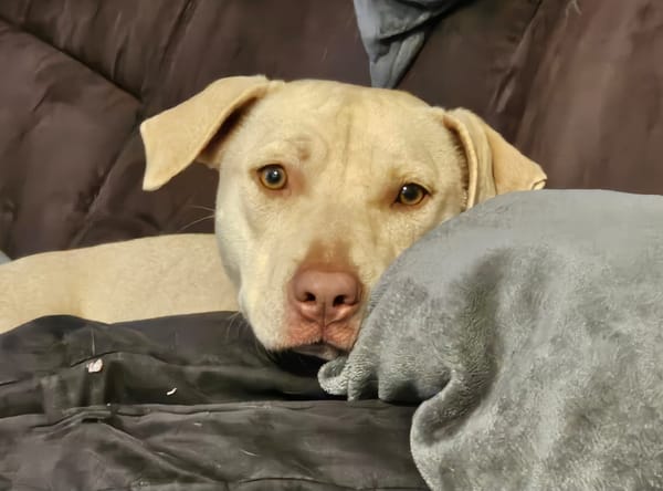 PHOENIX Croisée Labrador Femelle junior