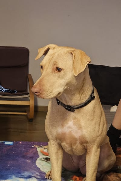 PHOENIX Croisée Labrador Femelle junior