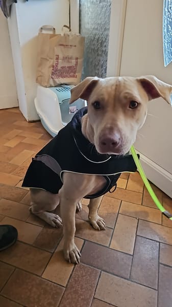 PHOENIX Croisée Labrador Femelle junior