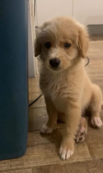 KODA, chiot croisé retriever