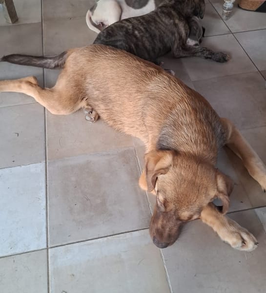 LUNE, chiot femelle berger créole