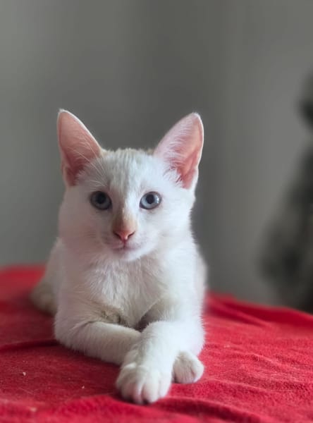 ASTORIA, chaton femelle européen