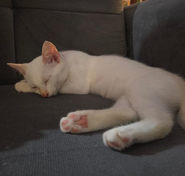 ASTORIA, chaton femelle européen