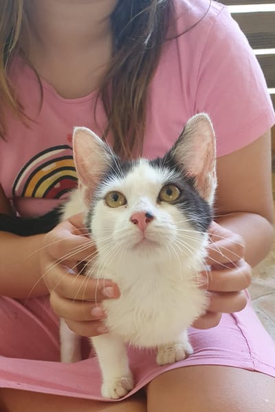 KALICY, chaton femelle européen