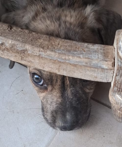 HERMES, chiot berger créole mâle