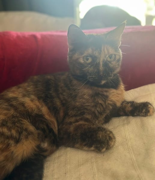 SPHINXY, chat femelle européen