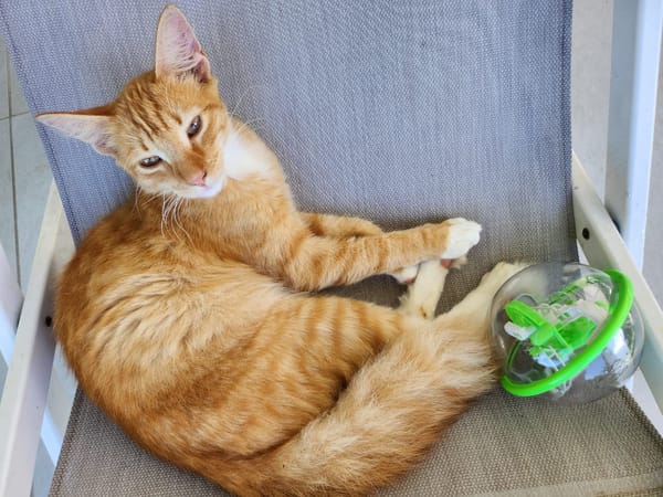 HORUS, chat junior mâle type européen