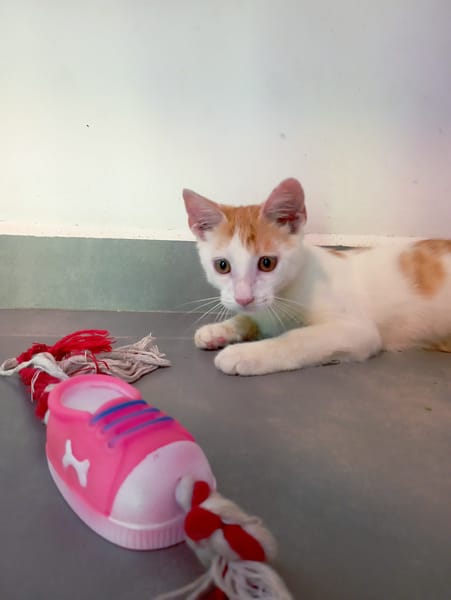 WAKOU, chaton européen