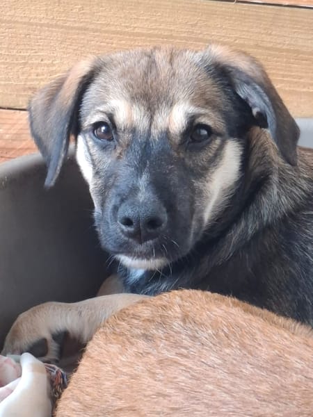 NAMY, chiot berger créole femelle