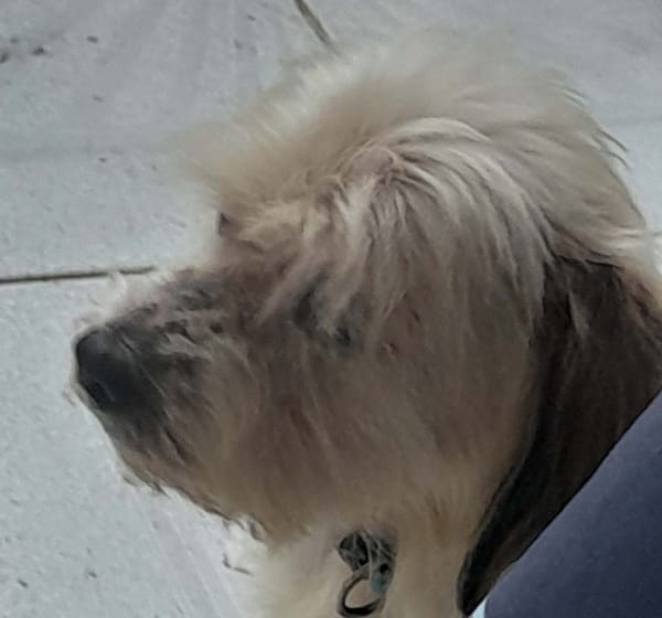 MAYA la petite bichonne