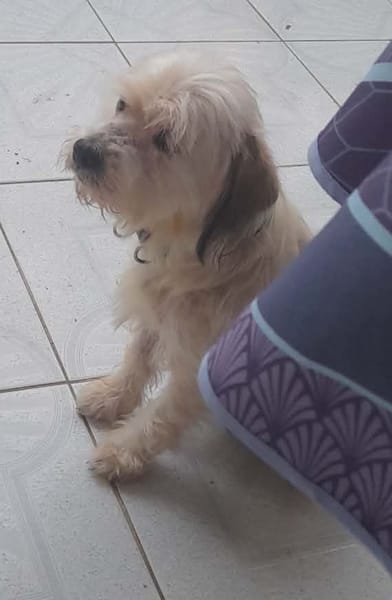 MAYA la petite bichonne