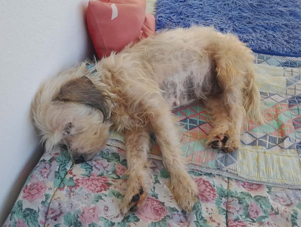 MAYA la petite bichonne