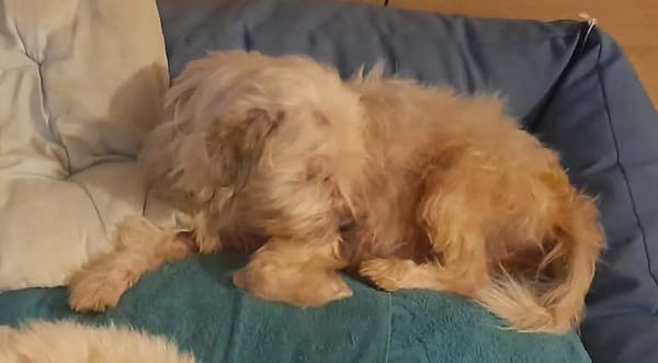 MAYA la petite bichonne