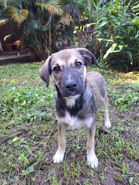 NAMY, chiot berger créole femelle