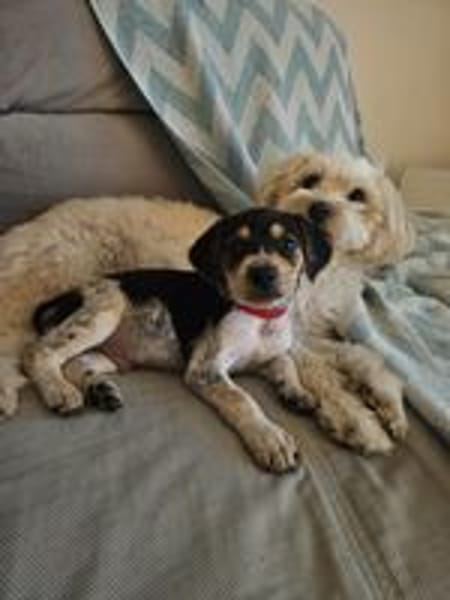 TIAGO le petit beau gosse