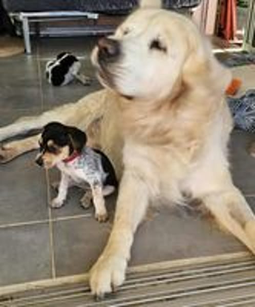 TIAGO le petit beau gosse