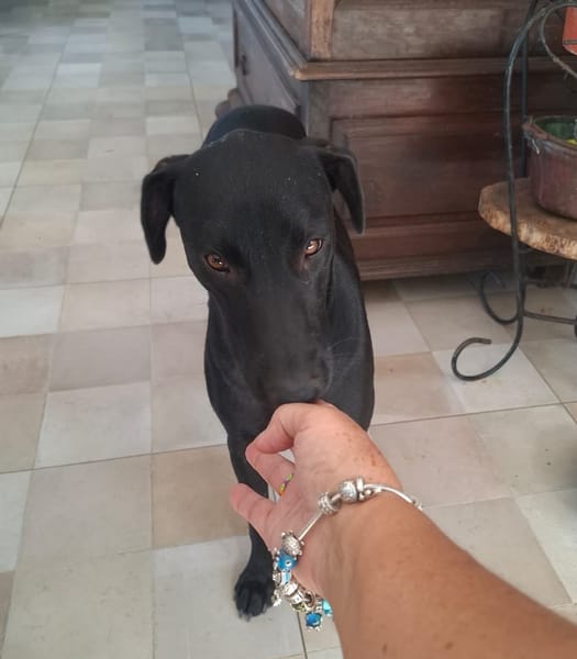 USLA, femelle junior Berger Créole