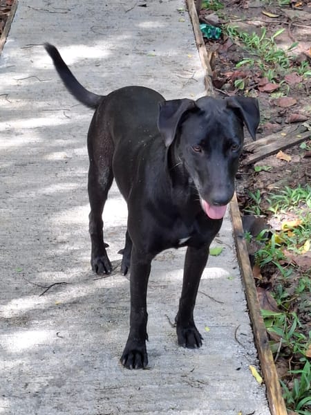 USLA, femelle junior Berger Créole