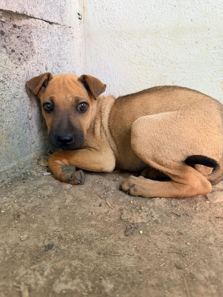 🐾 À L’ADOPTION – TIKA, douceur fauve en quête de confiance 🐾