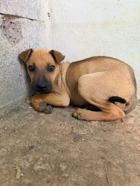 🐾 À L’ADOPTION – TIKA, douceur fauve en quête de confiance 🐾