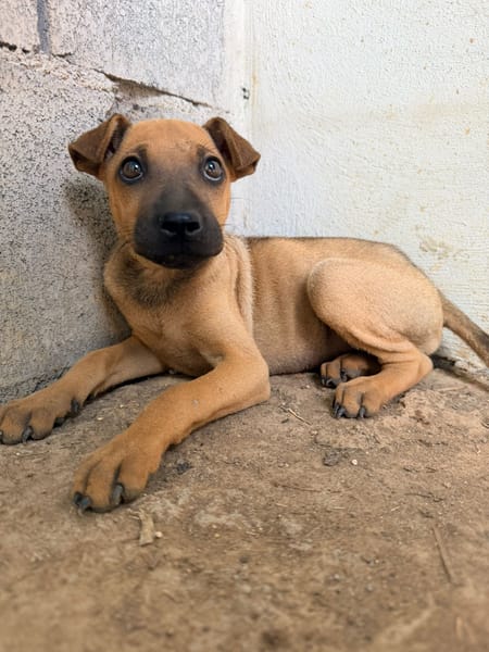 🐾 À L’ADOPTION – TIKA, douceur fauve en quête de confiance 🐾