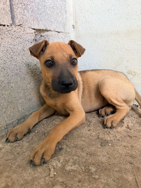 🐾 À L’ADOPTION – TIKA, douceur fauve en quête de confiance 🐾