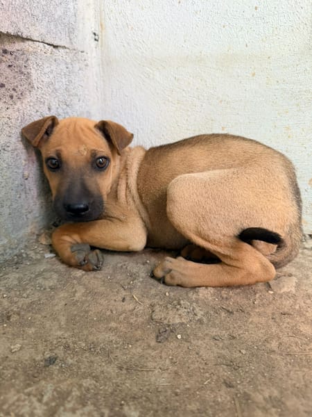 🐾 À L’ADOPTION – TIKA, douceur fauve en quête de confiance 🐾