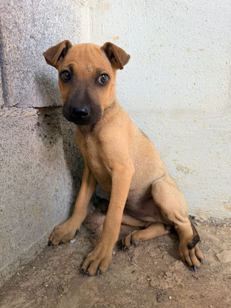 🐾 À L’ADOPTION – TIKA, douceur fauve en quête de confiance 🐾