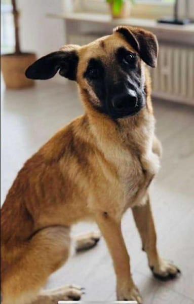 liebevoller Jungrüde Aladin sucht.....