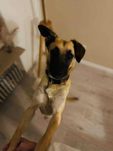 liebevoller Jungrüde Aladin sucht.....